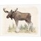 Wilderness Collection Moose by Beth Grove 20" x 16" Canvas Wall Art